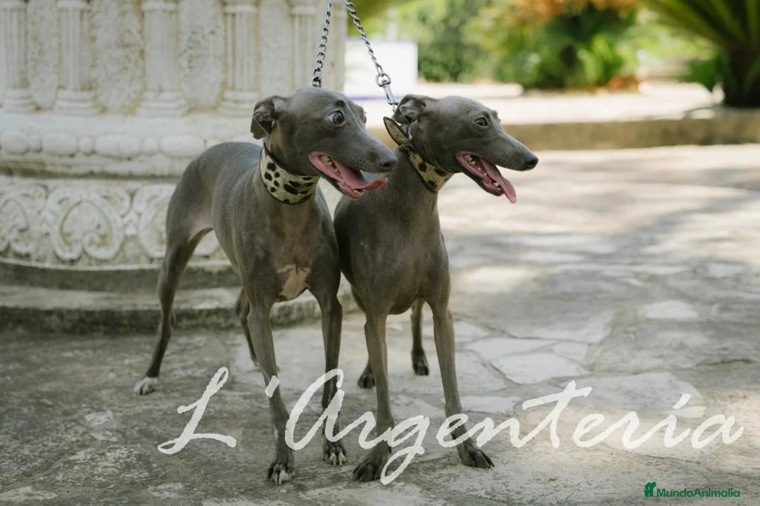 Pequeño Lebrel Italiano perros en venta: camada de piccolo lebrel italiano  - Anuncio 16