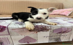 Border Collie perros en venta: Último border collie  - Imagen 5