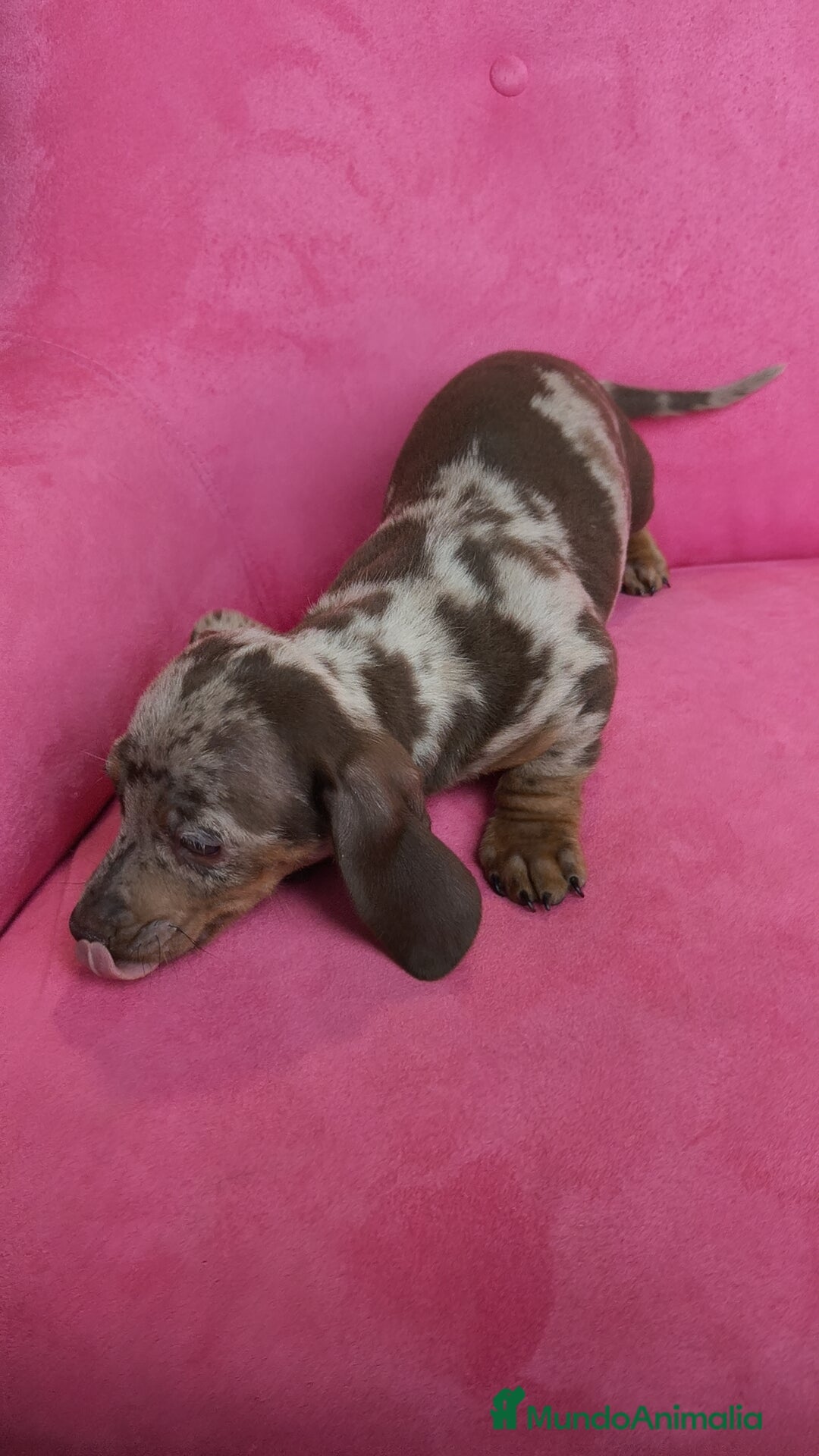 Teckel Miniatura perros en venta: Teckel mini arlequín ♂️♀️ - Anuncio 5