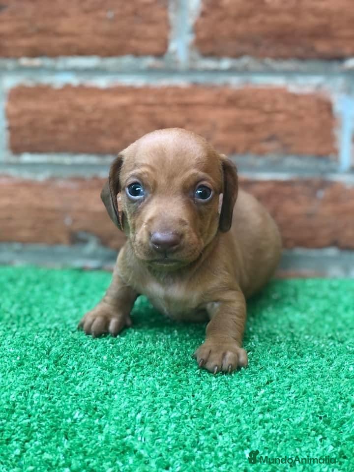 Teckel Miniatura perros Teckel en toda España !  en Ciudad Real - Anuncio 2