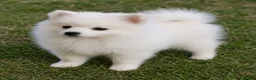Spitz pequeño - Kleinspitz perros en venta: Pomerania kleinspitz pequeño - Anuncio 2