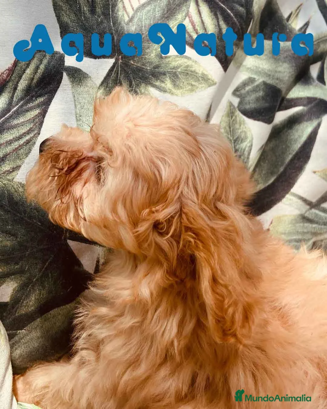 Caniche Toy perros en venta: Havapoo Macho de Haya y Alejo 6887 - AQUANATURA en Barcelona - Anuncio 3