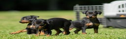 Pinscher Miniatura perros en venta: Cachorros disponibles pinscher miniatura !!!  en Cáceres - Anuncio 1