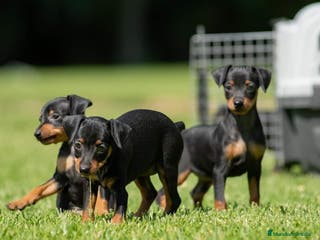 Pinscher Miniatura perros Cachorros disponibles pinscher miniatura !!! en Cáceres - Anuncio 20