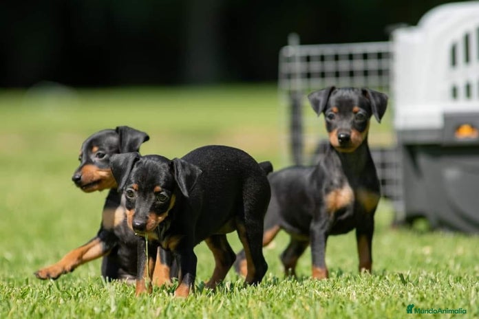 Pinscher Miniatura perros en Cáceres - Anuncio 5