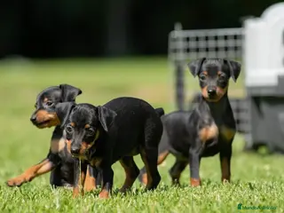 Pinscher Miniatura perros Cachorros disponibles pinscher miniatura !!! en Cáceres - Anuncio 15