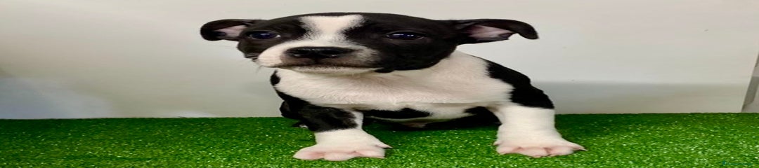 Staffordshire Bull Terrier Cachorro 1