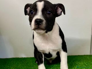 Staffordshire Bull Terrier perros - Anuncio 2
