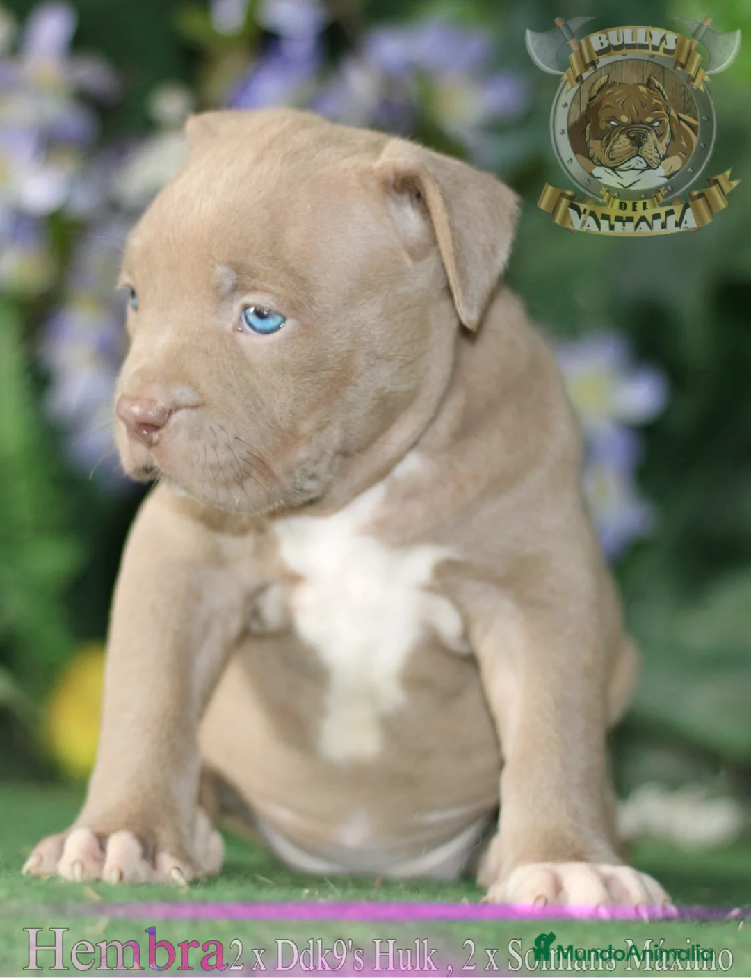 American Bully perros en venta: AMERICAN BULLY XL - 622 41 47 93 (SOLO LLAMADAS) en Sevilla - Anuncio 4