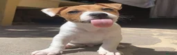 Jack Russell Terrier perros en venta: Jack Russell Puppy en Barcelona - Anuncio 4