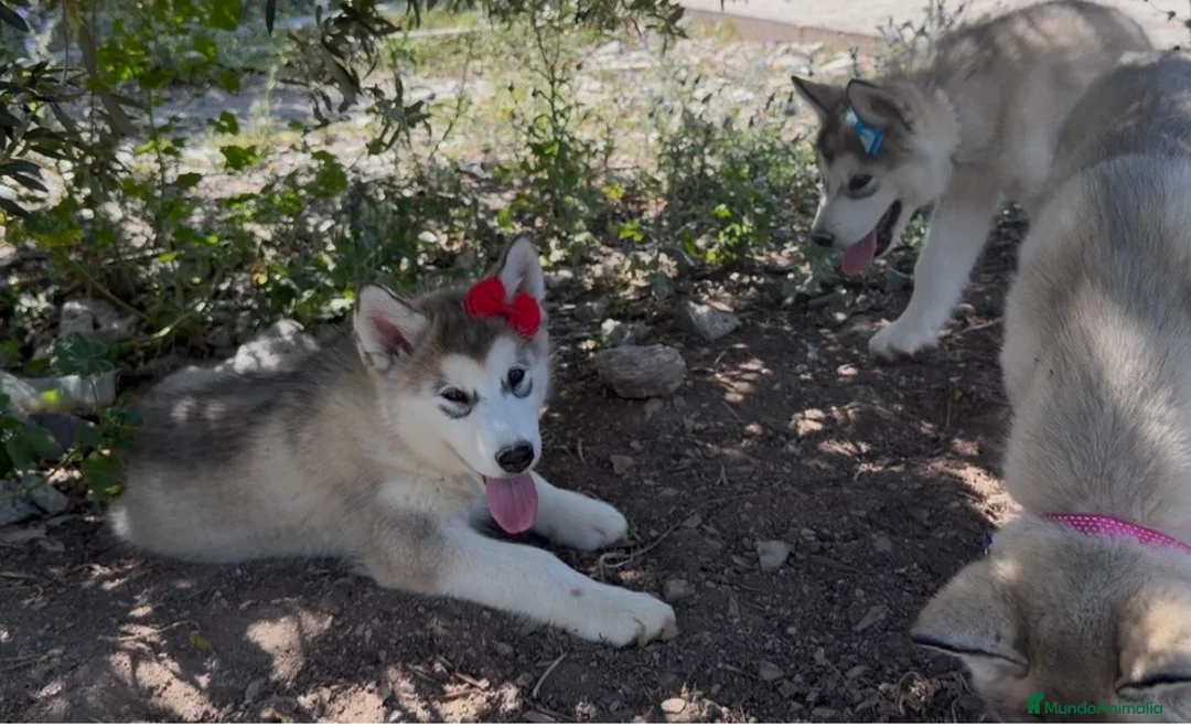 Alaskan Malamute perros en venta: Alaskan malamute  - Anuncio 1