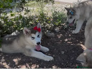 Alaskan Malamute perros Alaskan malamute - Anuncio 1