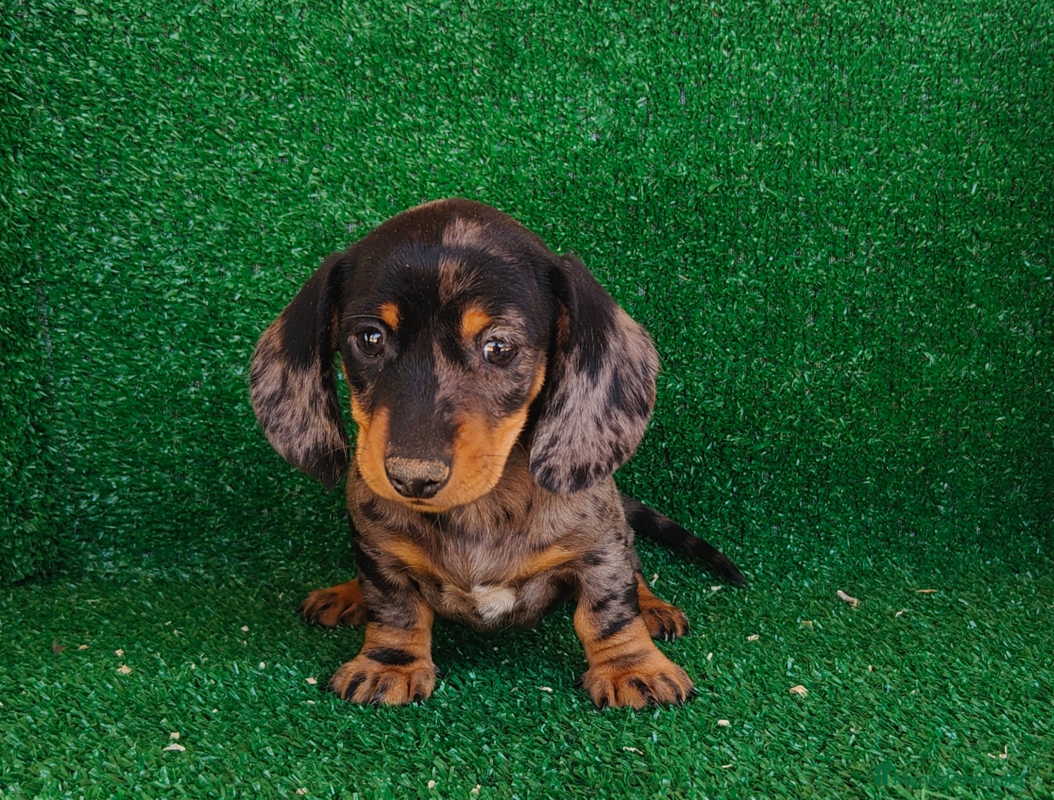 Teckel Miniatura perros Teckel miniatura  - Anuncio 1