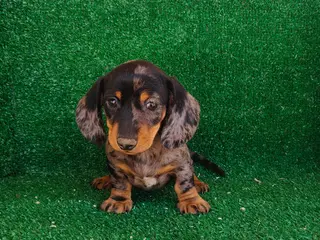 Teckel Miniatura perros Teckel miniatura - Anuncio 1