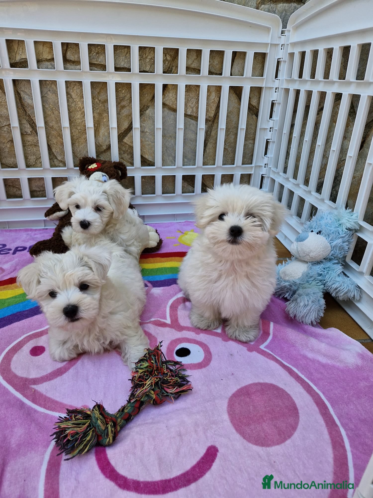 Bichón Maltés perros Bichón Maltés  en Barcelona - Anuncio 2