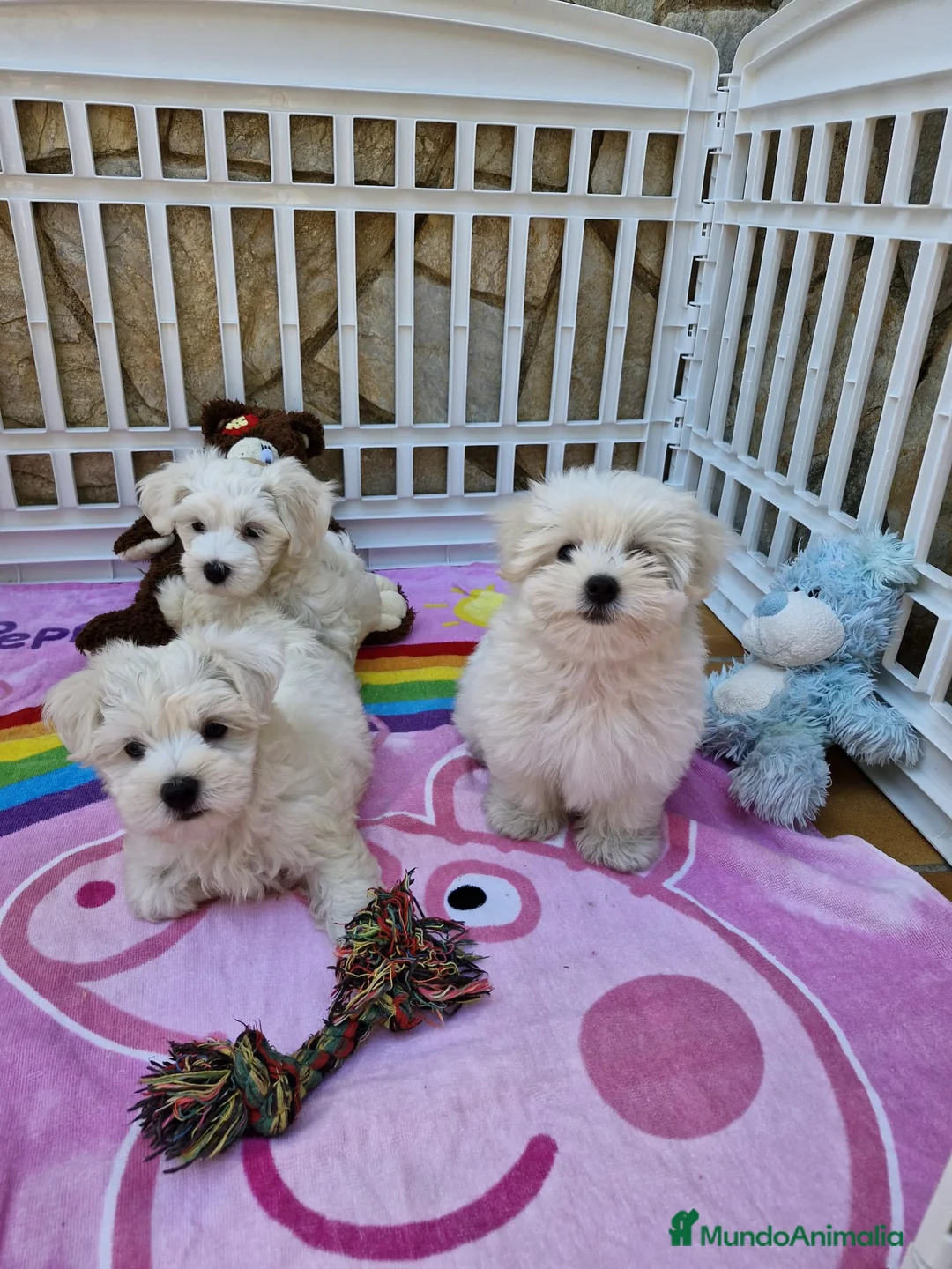 Bichón Maltés perros en venta: Bichón Maltés  en Barcelona - Anuncio 2