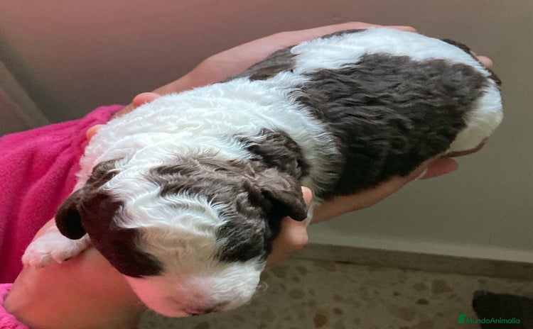 Perro de Agua Español perros PERRO DE AGUA ESPAÑOL - Anuncio 2