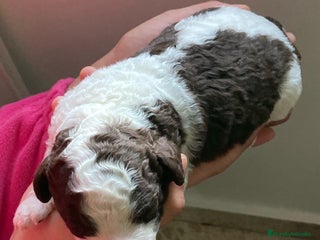 Perro de Agua Español perros PERRO DE AGUA ESPAÑOL - Anuncio 2