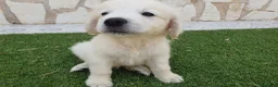 Golden Retriever perros en venta: Golden Retriever Belleza - Anuncio 3