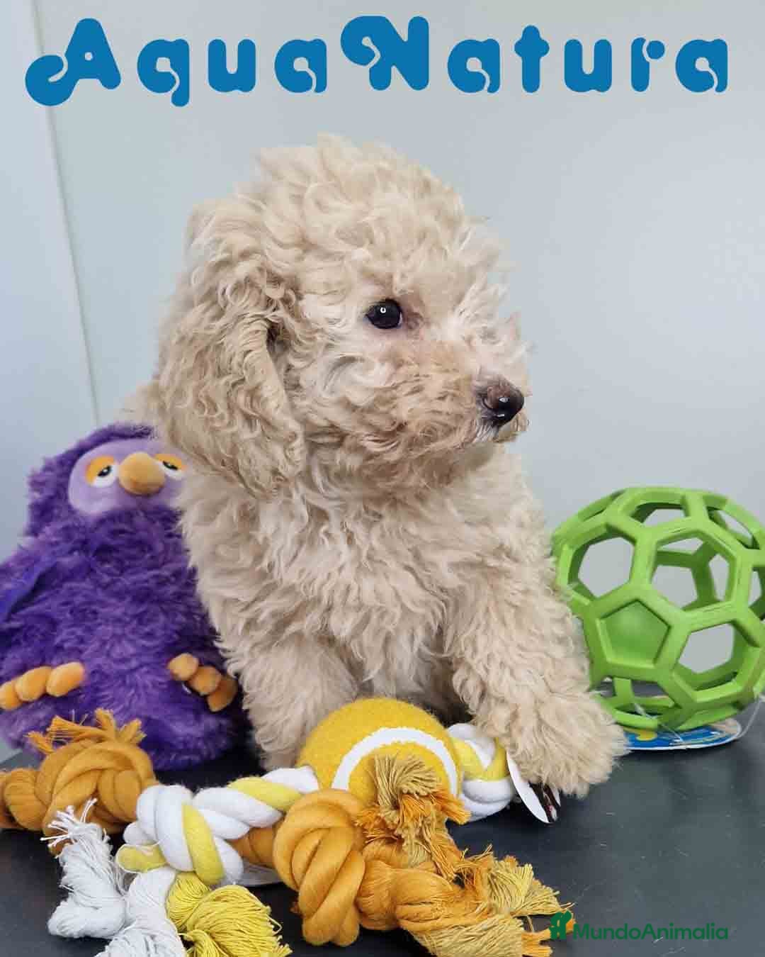 Caniche Toy perros en venta: Caniche Hembra 1746 AQUANATURA - Imagen 5