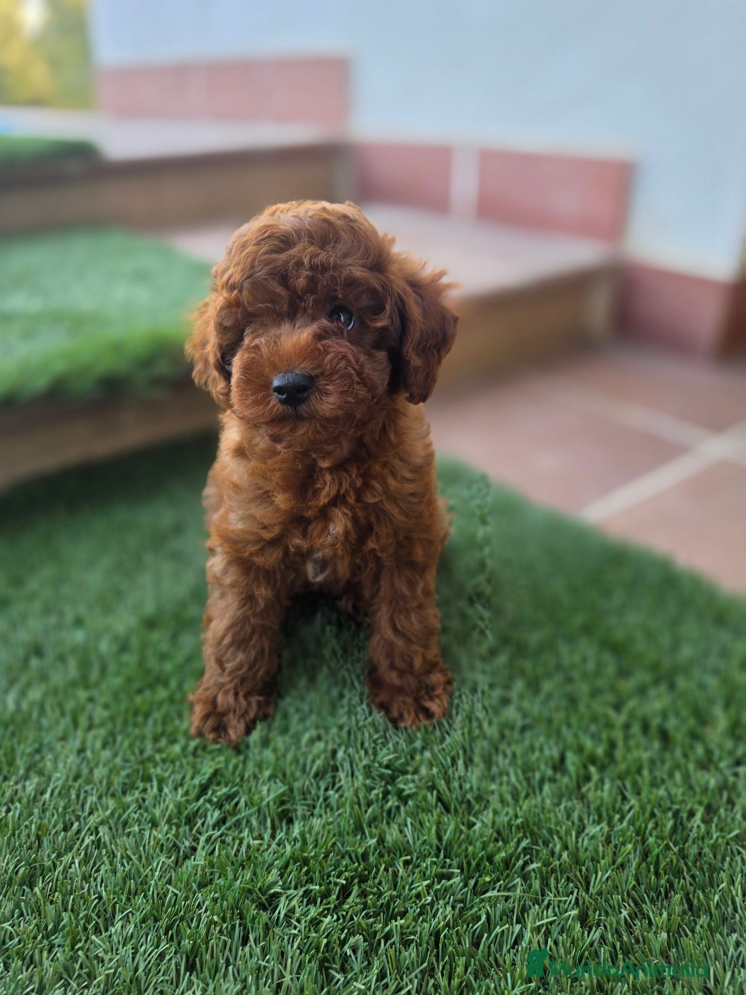 Caniche Toy perros CANICHE TOY - Anuncio 1