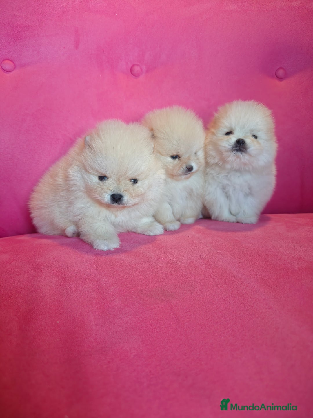 Pomerania perros en venta: Pomerania TOY Crema de calidad - Anuncio 7