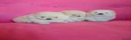 Pomerania perros en venta: Pomerania TOY Crema de calidad - Anuncio 7