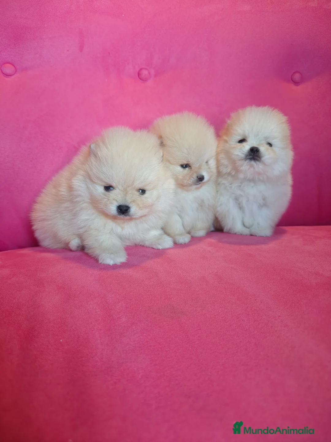 Pomerania perros en venta: Pomerania TOY Crema de calidad - Anuncio 7