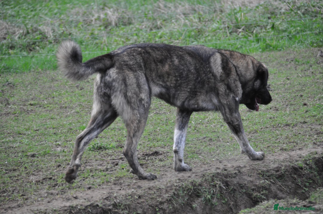 Mastín Español perros en venta: Mastin Español autóctono ganadero - Anuncio 3