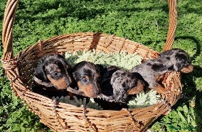 Teckel Miniatura perros Teckel miniatura, dachshund arlequín  - Anuncio 2