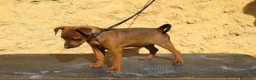 Pinscher Miniatura perros en venta: Pinscher miniatura disponibles  - Anuncio 3
