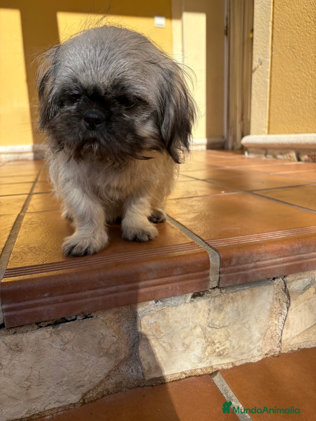 Pekinés perros en venta: Pekines imperial hembra preciosa  - Anuncio 38