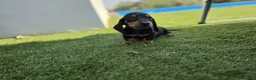 Teckel Miniatura perros en venta: TECKEL MINIATURA - Anuncio 1