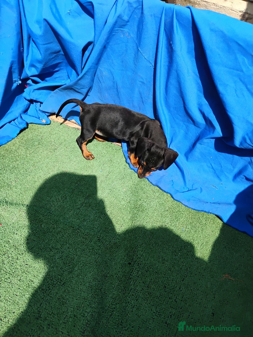 Teckel Miniatura perros en venta: Hembra teckel negro y fuego  - Anuncio 3