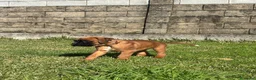 Boxer perros en venta: CACHORRO BOXER PONTEVEDRA - Anuncio 4