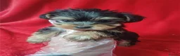 Yorkshire Terrier perros en venta: Yorkshire Terrier Mini  - Anuncio 1