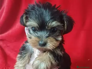 Yorkshire Terrier perros Yorkshire Terrier Mini - Anuncio 2