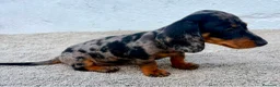 Teckel Miniatura perros en venta: Teckel kaninchen arlequín merle blue - Anuncio 15