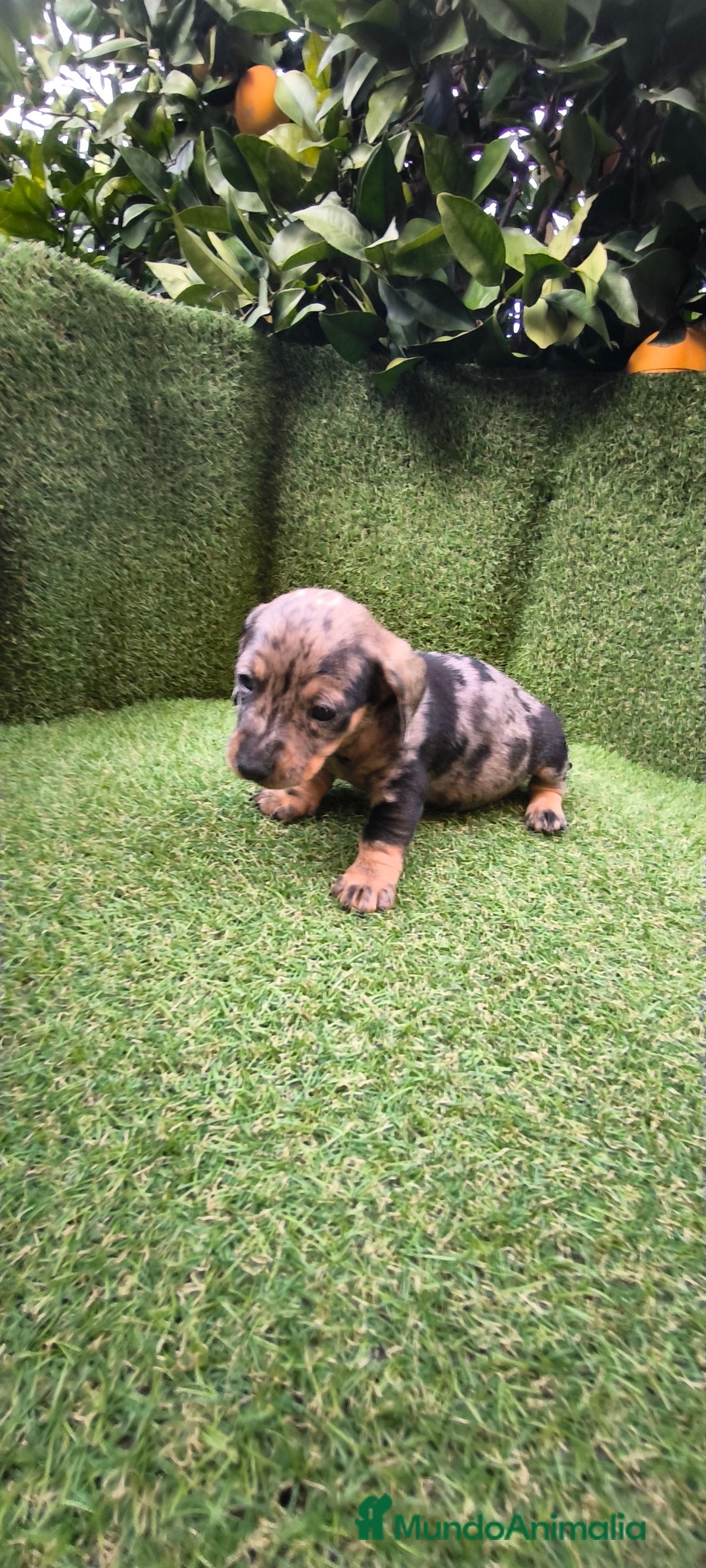 Teckel Miniatura perros en venta: camada teckel arlequín y todos los colores  - Anuncio 27