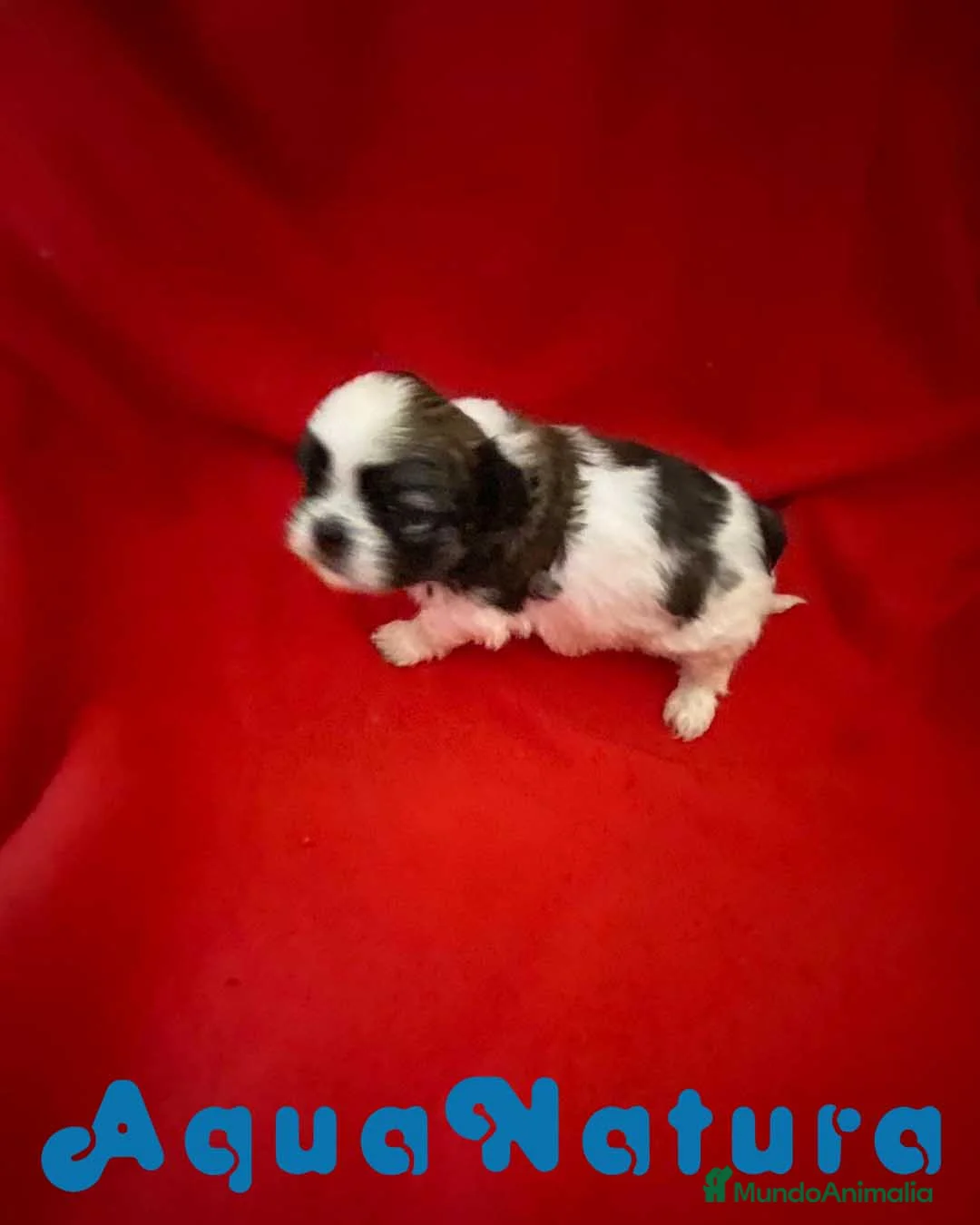 Shih Tzu perros en venta: Shih Tzu Hembra 1 de Ada y Newman AQUANATURA - Anuncio 5