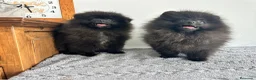 Pomerania perros en venta: Pomerania Toy macho  - Anuncio 3