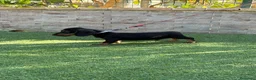Teckel perros en venta: Cachorro teckel negro y fuego  - Anuncio 3