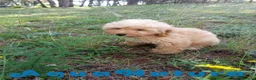 Havapoo perros en venta: Havapoo Macho de Leo y Can 1877 - Anuncio 8