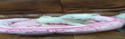 Bichón Maltés perros en venta: BICHON MALTES  - Anuncio 2