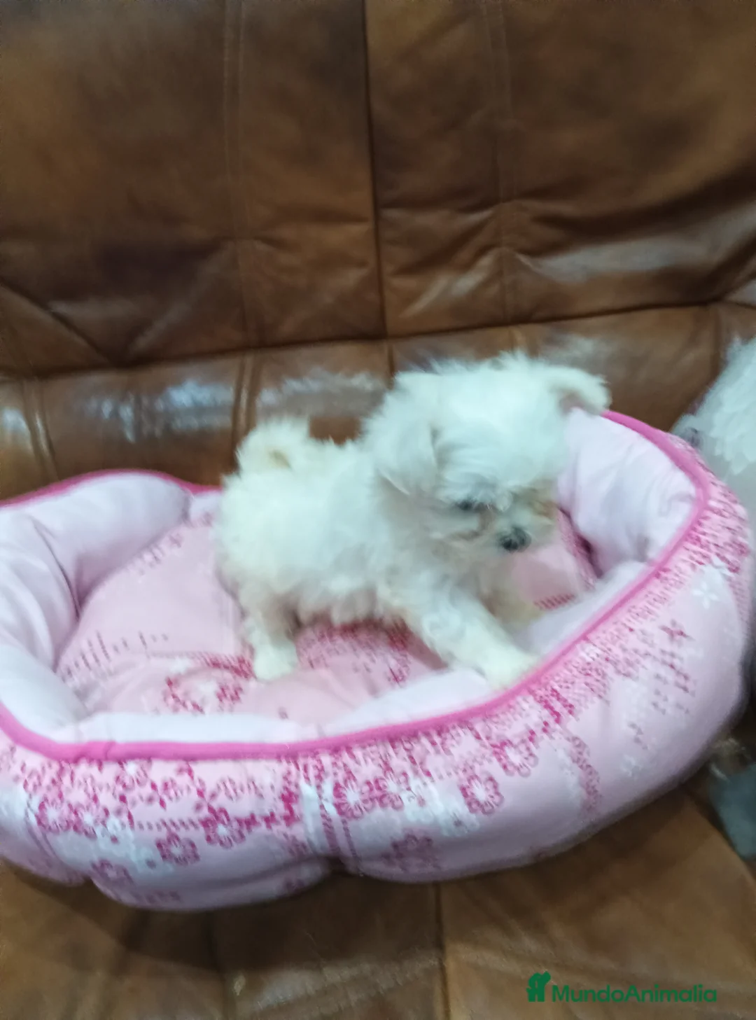 Bichón Maltés perros en venta: BICHON MALTES  - Anuncio 2