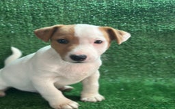 Jack Russell Terrier perros en venta: Jack Russell  - Imagen 2