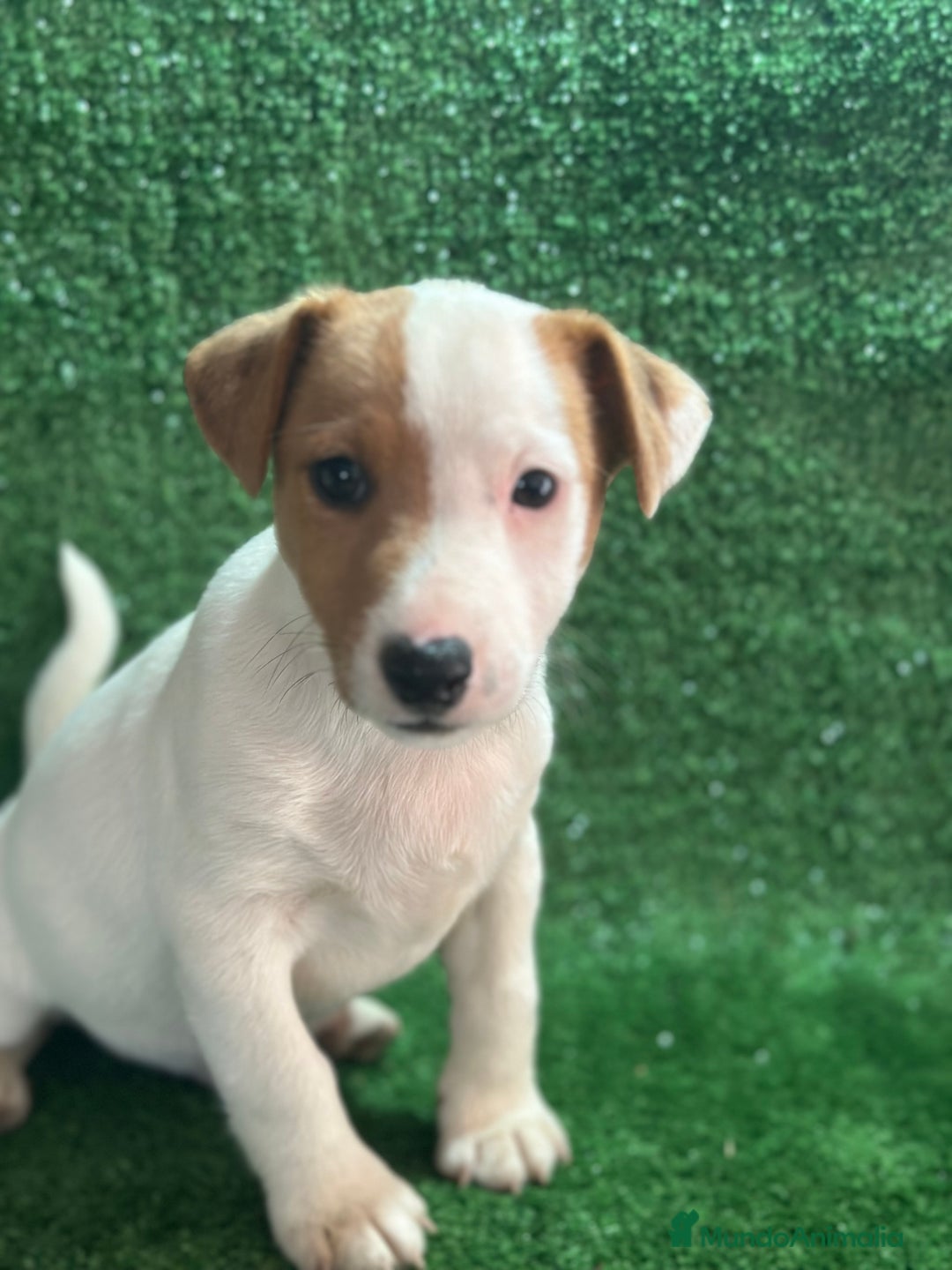 Jack Russell Terrier perros en venta: Jack Russell  - Imagen 2