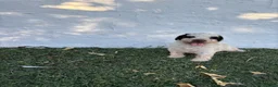 Perro de Agua Español perros en venta: PERRO DE AGUA  - Anuncio 3