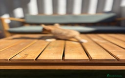 Chihuahua perros en venta: Chihuahua Toy Rusos - Imagen 18