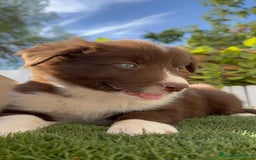 Border Collie perros en venta: BORDER COLLIE MACHO CHOCOLATE - Imagen 1